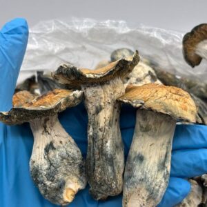 Buy Thrashers Mushroom Online