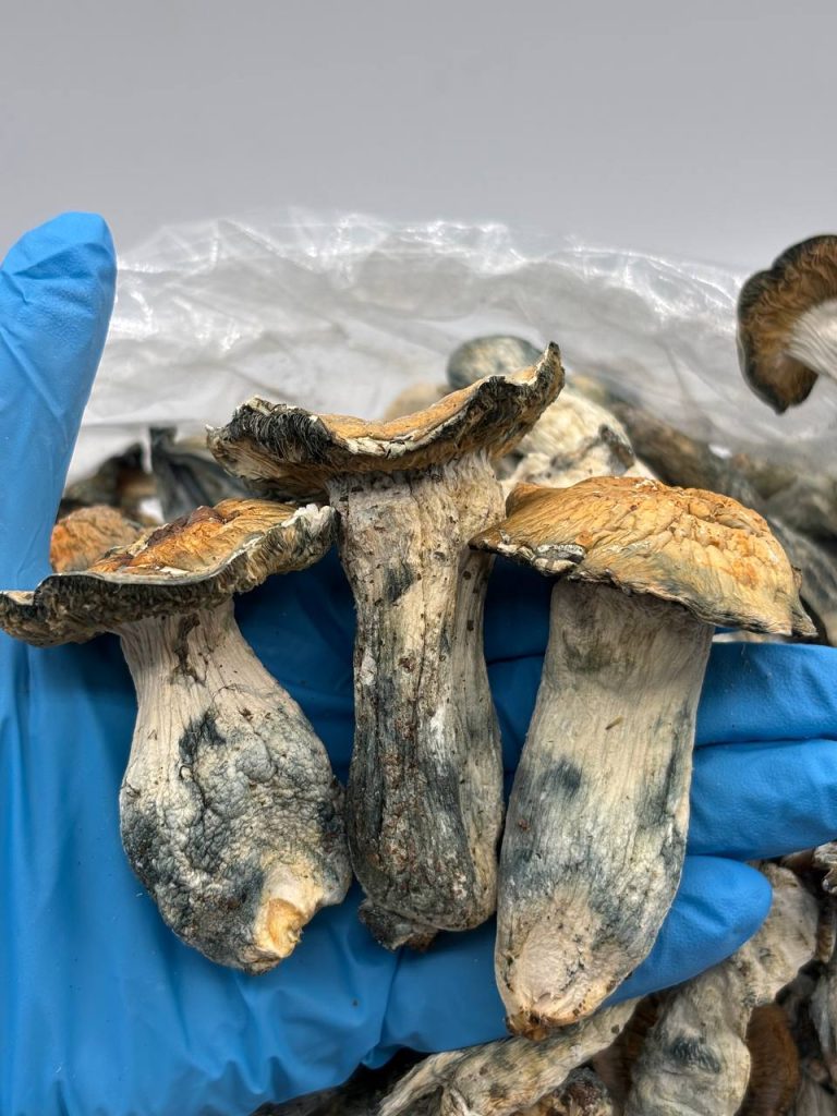 Buy Thrashers Mushroom Online
