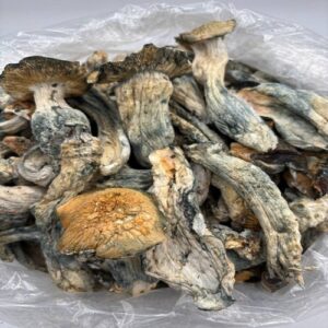 BUY THRASHERS MUSHROOM ONLINE