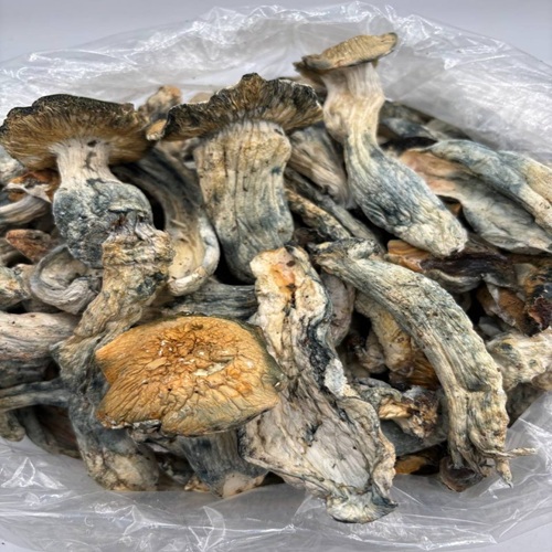BUY THRASHERS MUSHROOM ONLINE